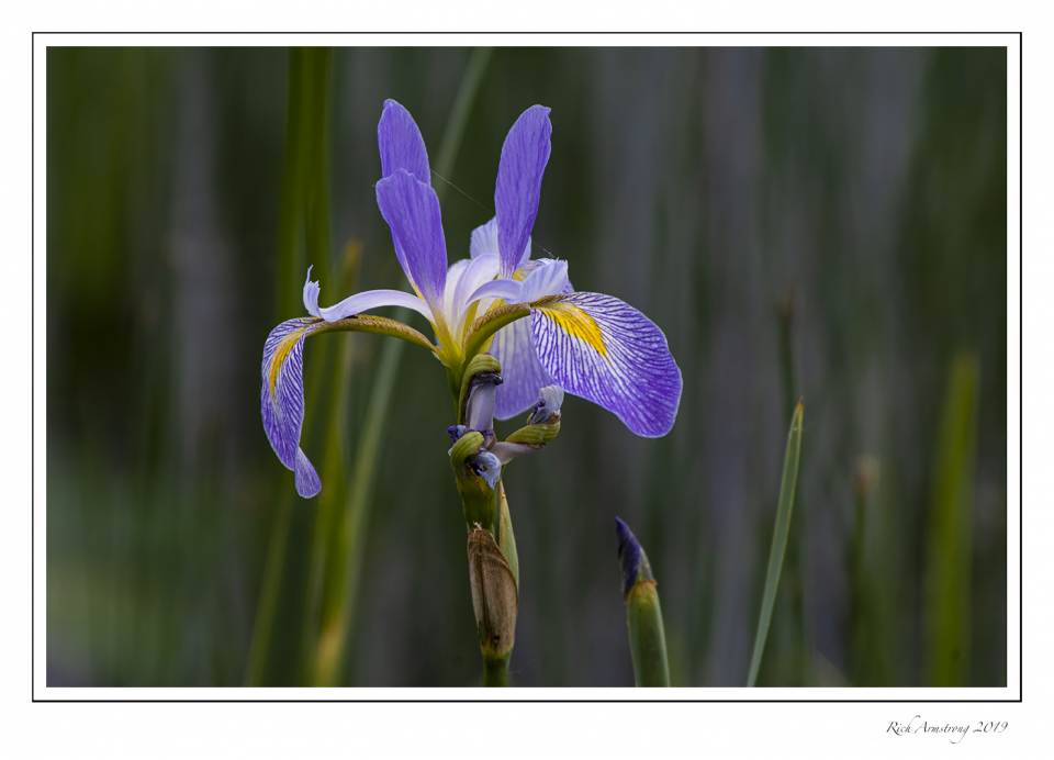 Blue-flag Iris.jpg